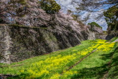 名古屋城 お堀の桜２