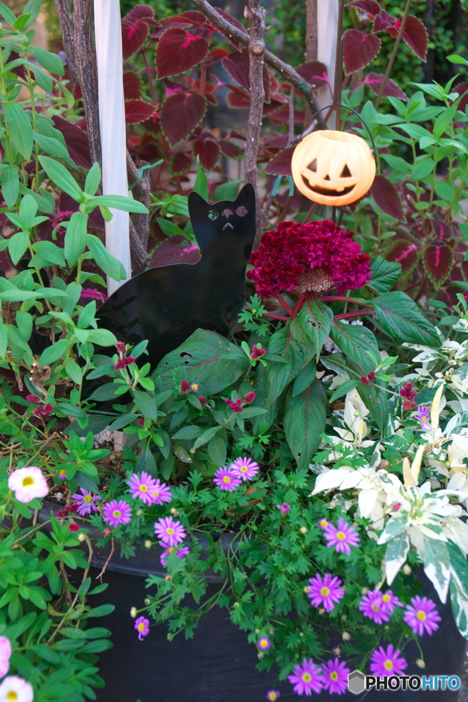 フラリエのハロウィーン ②
