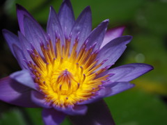 涼しげな熱帯スイレン