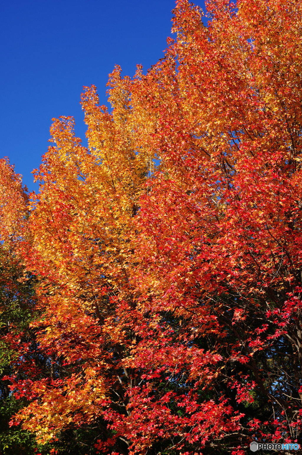 小幡緑地の紅葉３