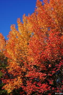 小幡緑地の紅葉３