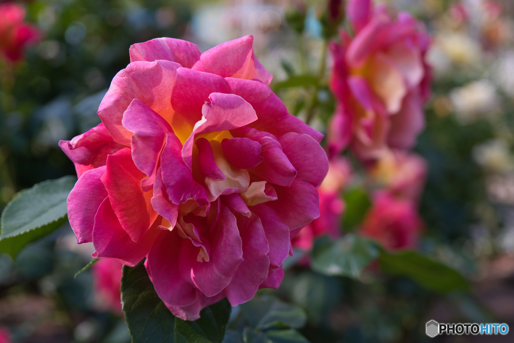 薔薇園 散策 ⑧