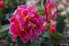 薔薇園 散策 ⑧