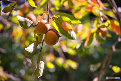 秋の東山動植物園 ⑤