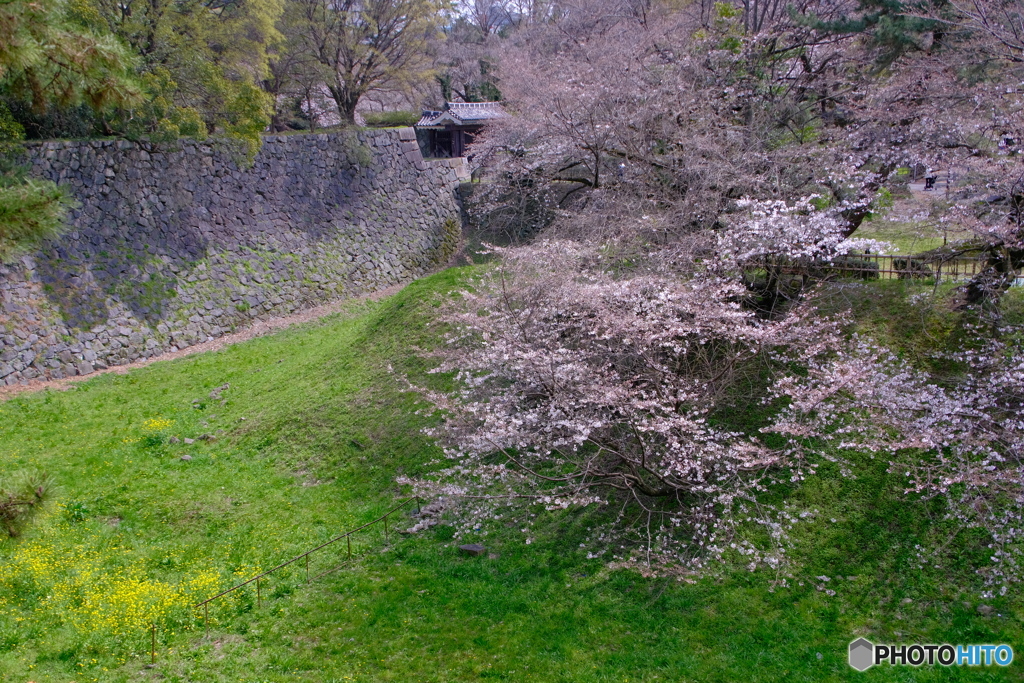 桜 × 名古屋城 　お堀の桜 ②