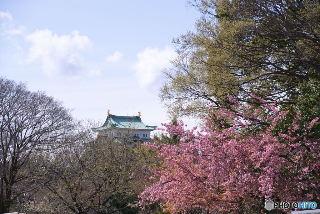 名古屋城 さくらまつり ①