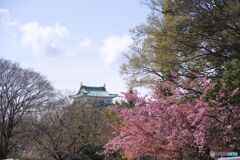名古屋城 さくらまつり ①