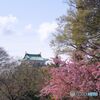 名古屋城 さくらまつり ①