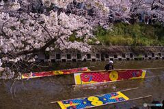 五条川 桜と「のんぼり洗い」 ②