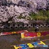 五条川 桜と「のんぼり洗い」 ②