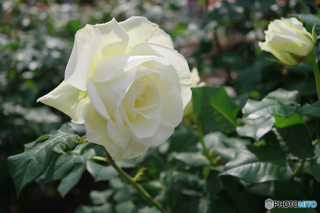 鶴舞公園の薔薇⑧