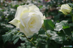 鶴舞公園の薔薇⑧