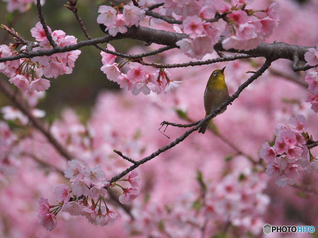 大寒桜 満開！ ②
