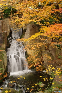新春の紅葉５