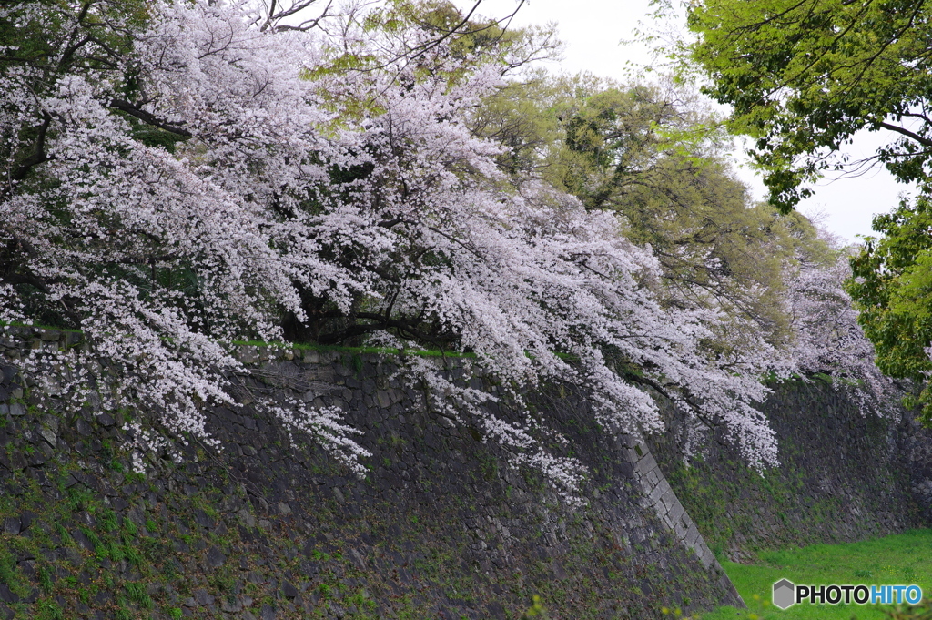 名古屋城 桜散策１