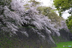 名古屋城 桜散策１