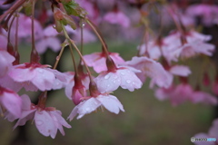 雨上がり ②