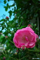 鶴舞公園の薔薇④