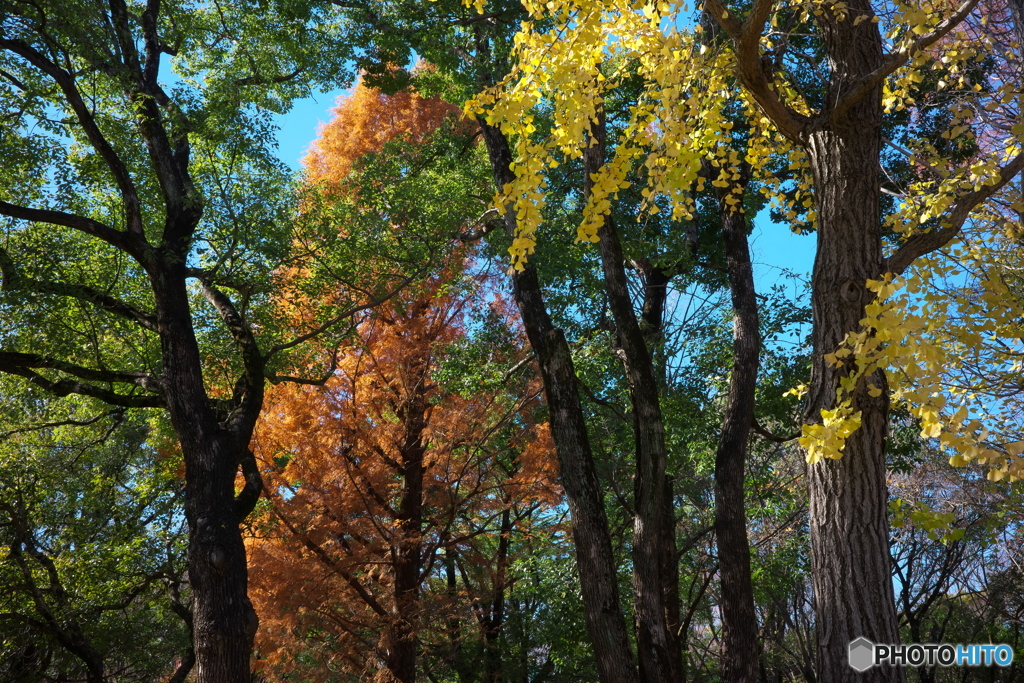 黄葉の公園 ②