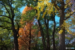 黄葉の公園 ②