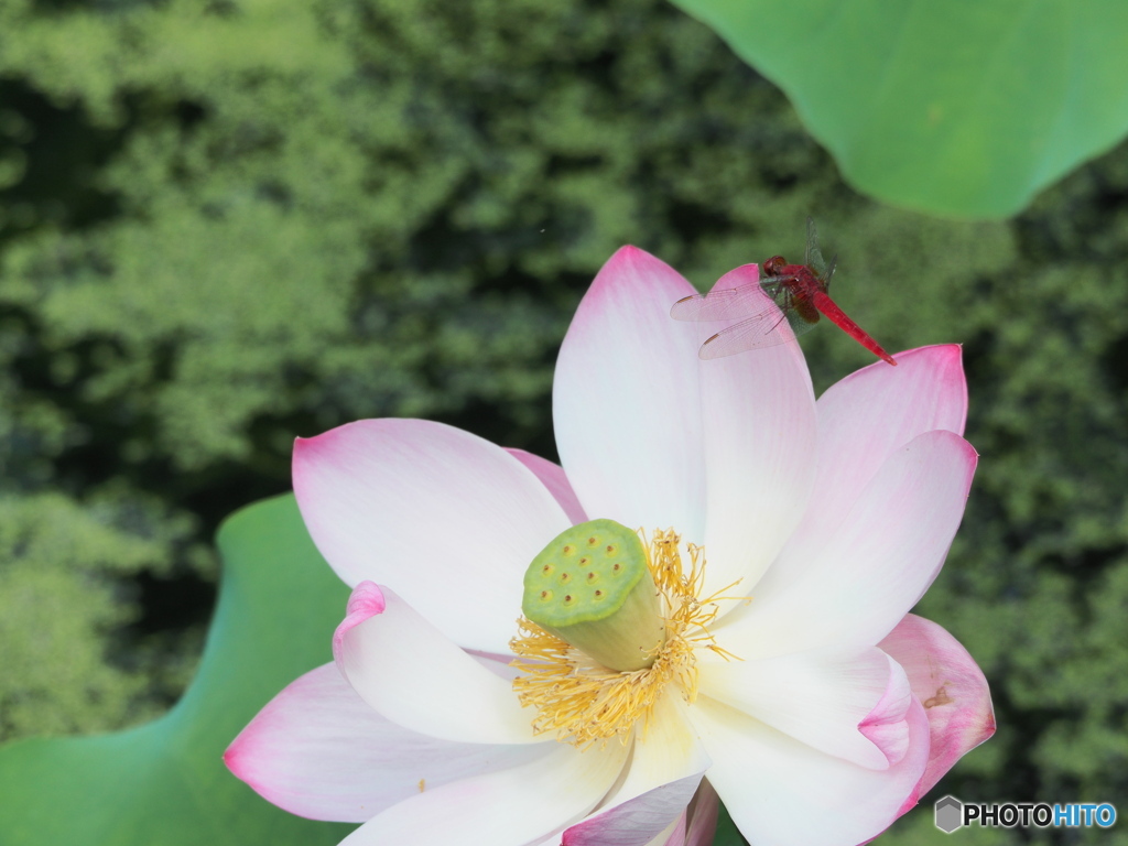鶴舞公園の蓮 ③ 赤トンボ
