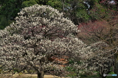 徳川園の梅 ①