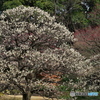 徳川園の梅 ①