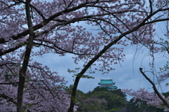 花見散歩 名古屋城 ①