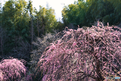 枝垂れ梅 満開 ①