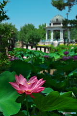 鶴舞公園の蓮 ⑥