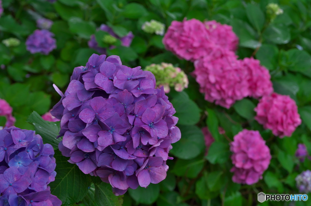 雨の紫陽花 ④ 色とりどり