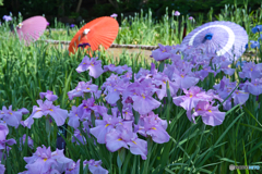 和傘と花菖蒲 ①