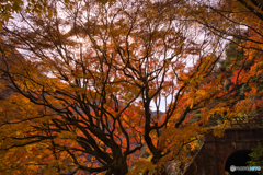 紅葉の愛岐トンネル群を歩く ⑦