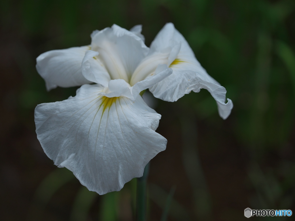 花菖蒲の競演 ②