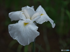 花菖蒲の競演 ②