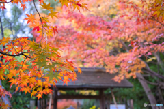 白鳥庭園 散策 ②