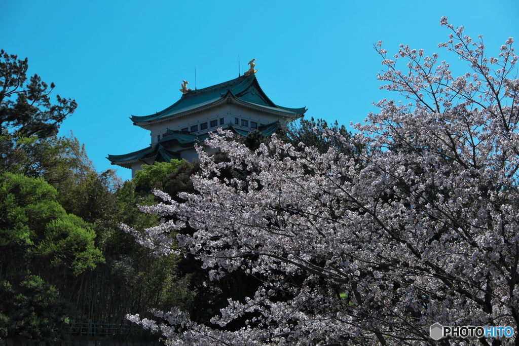 桜 × 名古屋城 　天守と桜 ⑤