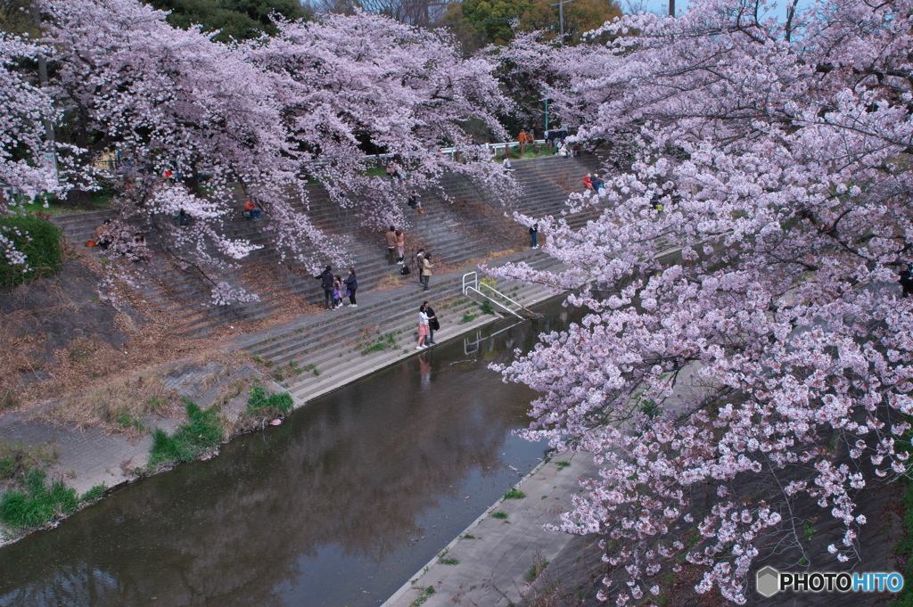 花見散歩 山崎川 ①
