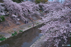 花見散歩 山崎川 ①