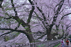 花見散歩 名古屋城 ④