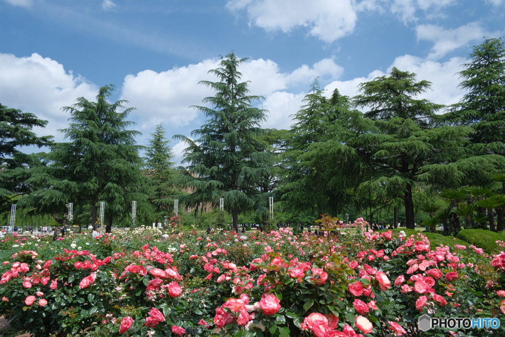 鶴舞公園の薔薇 2023 ⑨