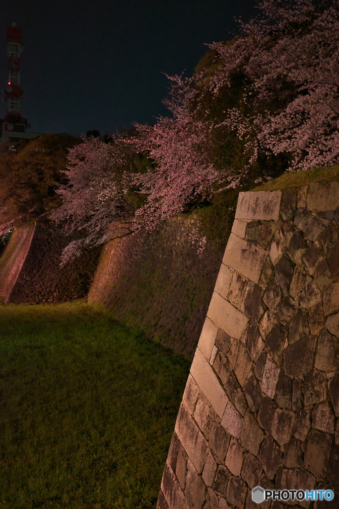 城と夜桜 ⑤
