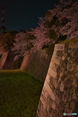 城と夜桜 ⑤