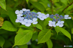 紫陽花咲く丘 ⑤