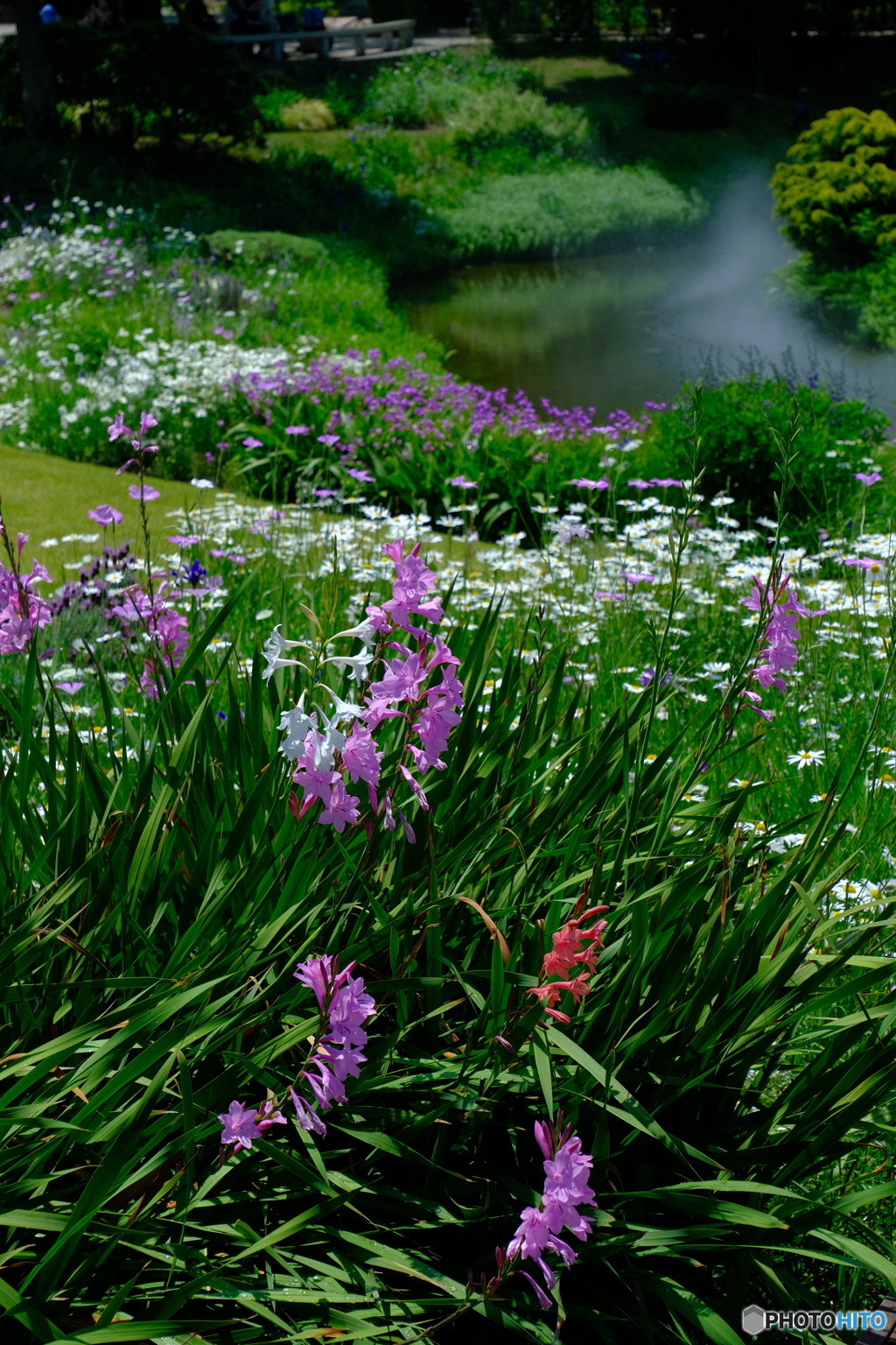 光あふれる庭 ④