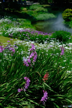 光あふれる庭 ④