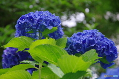 雨上がりの紫陽花⑤