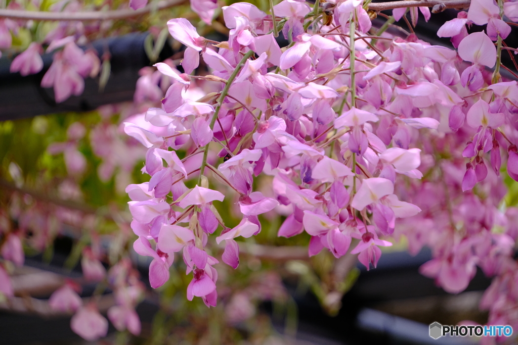 名城公園 藤の競演 ④