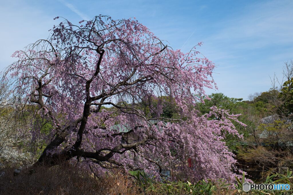 枝垂れ桜 ほぼ満開 ①