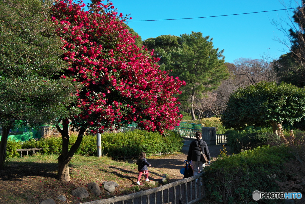 山茶花咲く散歩道 ③